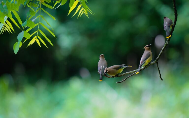 Beginner Tips for Backyard Birdwatching: A Simple Guide to Get Started